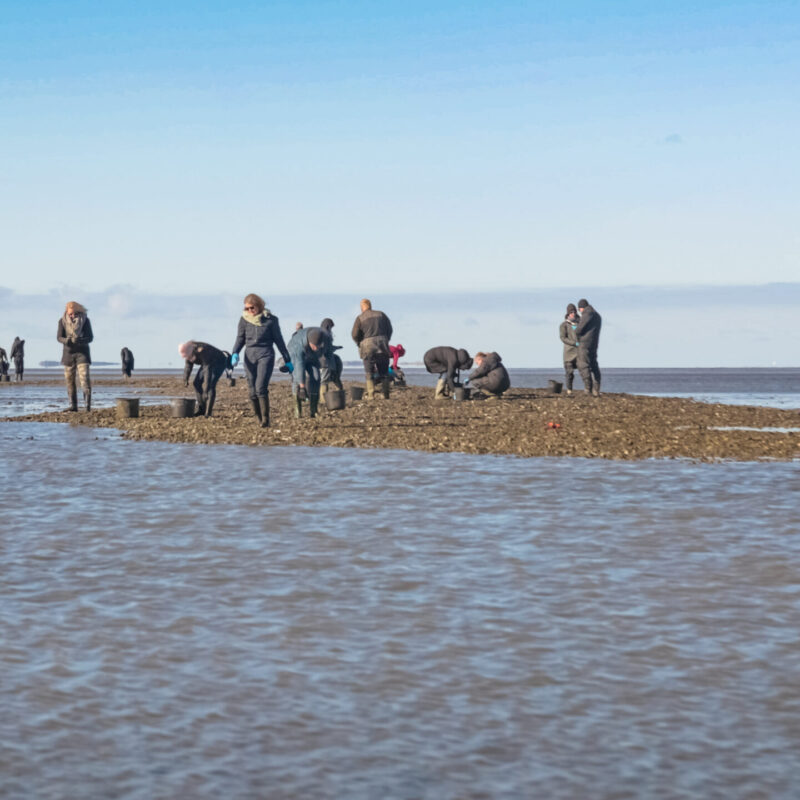 Mennesker leder efter østers med spande, som kan findes ved Vadehavet.
