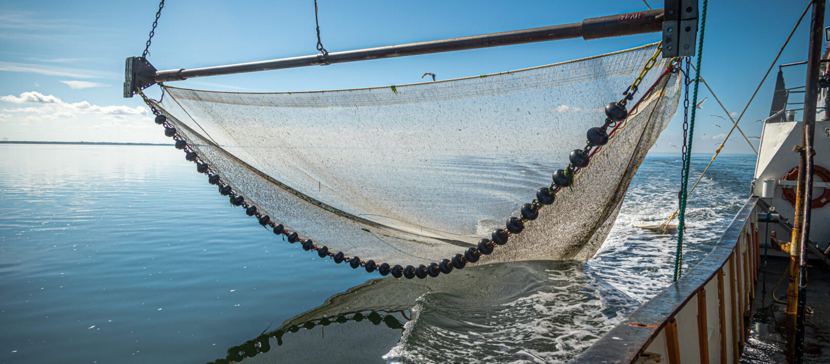 Rejer bliver fanget med net fra en kutter